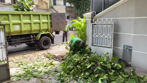 Workers clear freshly cut tree branches and leaves Stock Footage 341664129