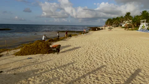 Workers clear mountains of seaweed from beach at Playa Del Carmen Stock Footage 156995910