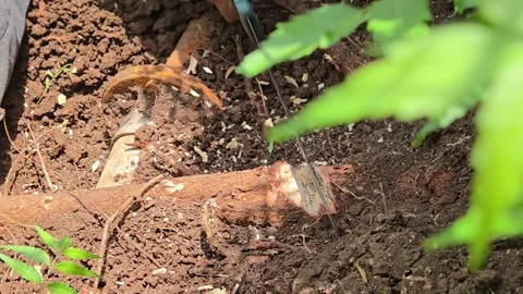 Workers clear soil by hand and use a cleaver to chop a neem root. The undergroun Stockbeeldmateriaal 336491009
