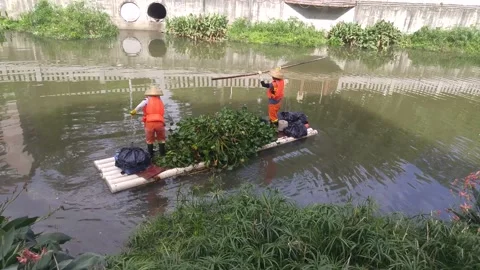 The workers cleared up weeds in the river Stock Footage 136471323