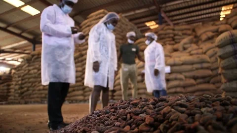 Workers in cocoa processing warehouse, Ghana chocolate factory Vídeo Stock 331202369
