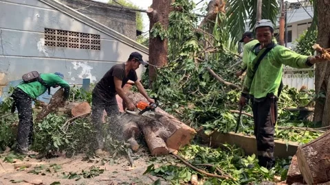 Workers collaborates on a tree removal project in a residential area Stock Footage 341663634