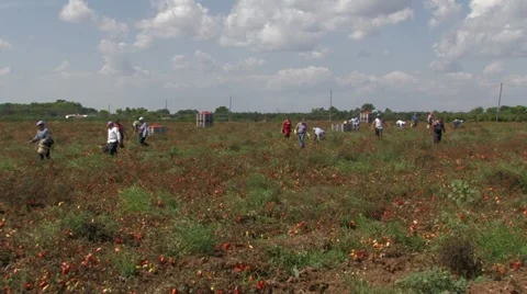 Workers collecting tomatoes from the field Stock Footage 12719161