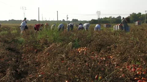 Workers collecting tomatoes Stock-Footage 12733365
