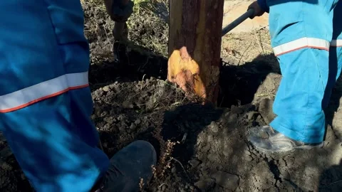 Workers compact soil with shovels during the installation of a power Stock Footage 346895045