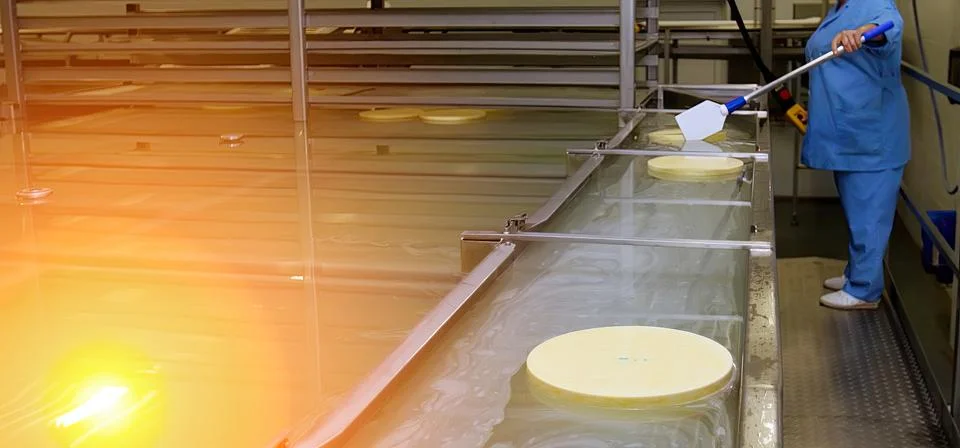 Workers conduct cheese processing in a dairy facility, ensuring quality and.. Stock Photos
