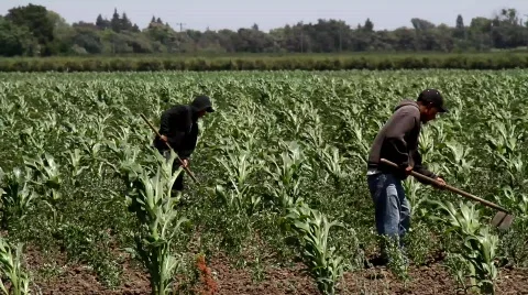 Workers In Corn Field Stock Footage 767859