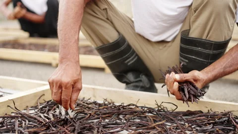 Workers cure vanilla beans after harvest. Vanilla pod are sun dried. Close up Stock Footage 227438730