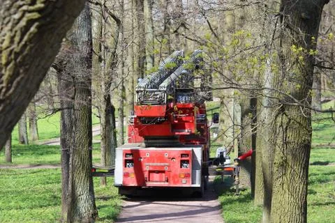 Workers cut branches and trims a tall trees using the lift in the park Stock Photos