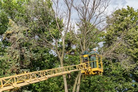 Workers cut down an old dry dead tree with a chainsaw using a truck crane. Stock Photos