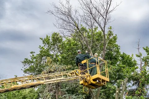 Workers cut down an old dry dead tree with a chainsaw using a truck crane. Stock Photos