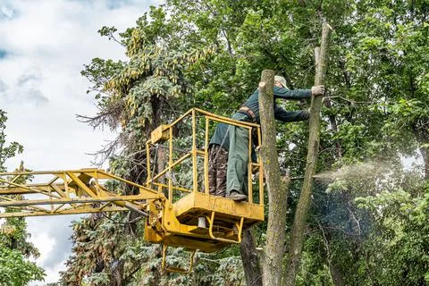 Workers cut down an old dry dead tree with a chainsaw using a truck crane. Stock Photos