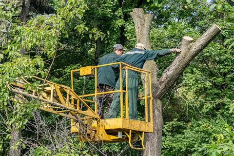 Workers cut down an old dry dead tree with a chainsaw using a truck crane. Stock Photos