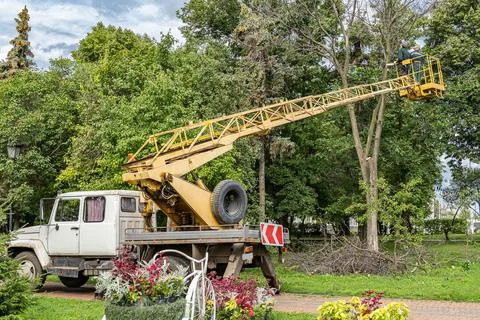 Workers cut down an old dry dead tree with a chainsaw using a truck crane. Stock Photos