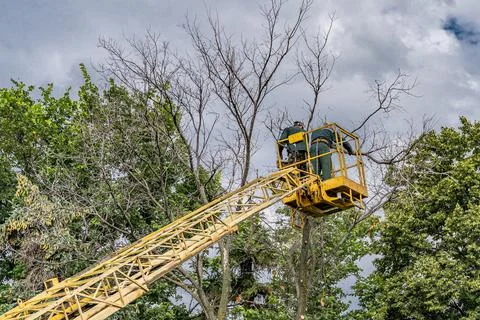 Workers cut down an old dry dead tree with a chainsaw in a city park Stock Photos