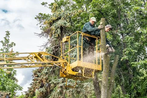 Workers cut down an old dry dead tree with a chainsaw in a city park Stock Photos
