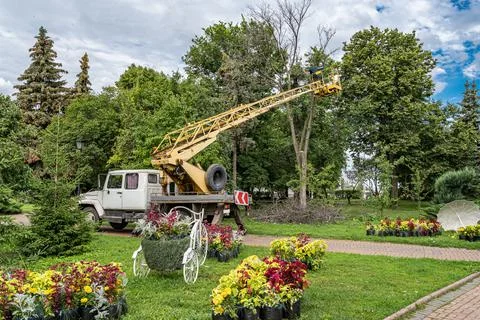 Workers cut down an old dry dead tree with a chainsaw in a city park Stock Photos