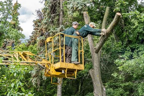 Workers cut down an old dry dead tree with a chainsaw in a city park Stock Photos