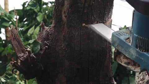 Workers cut down trees in the forest with chainsaws Felled tree A felled tree 스톡 동영상 336569907