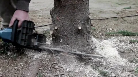 Workers cut down trees in the forest with chainsaws Felled tree A felled tree 库存影片 336570161