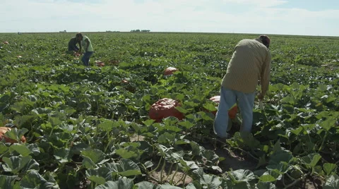 Workers cut stems of pumpkins from the vine in a Texas field, 4K Stock Footage 67814455