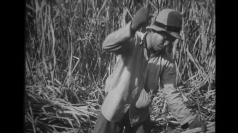Workers cuting hemp plantations Stock Footage 37595326