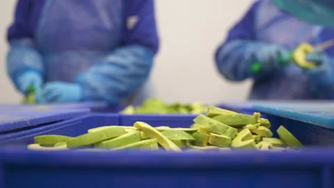 Workers Cutting Avocado Slices on IQF Processing Line in Food Factory 스톡 동영상 346738893