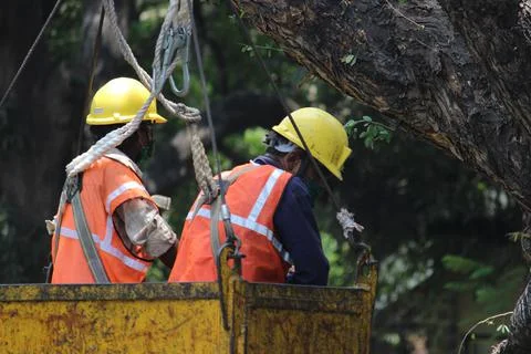 Workers cutting the branches of a tree as part of pruning work. This is done Photos