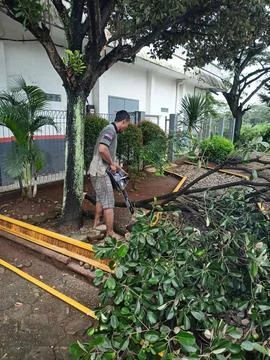 Workers cutting down trees Stock Photos