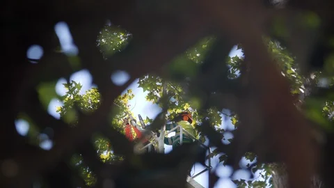 Workers cutting a Tree with a Chainsaw. Tree pruning 01 Stock Footage 94936841