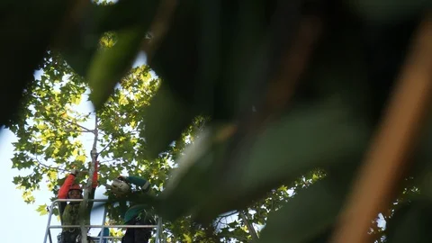 Workers cutting a Tree with a Chainsaw. Tree pruning 04 Stock Footage 94936964