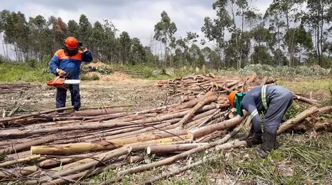 Workers cutting trees with an eletric saw. Stock Photos
