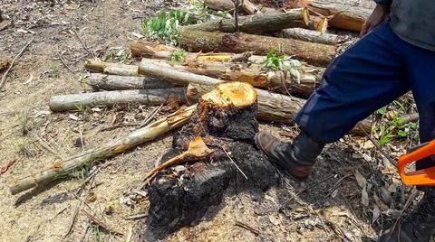 Workers cutting trees with an eletric saw. Stock Photos