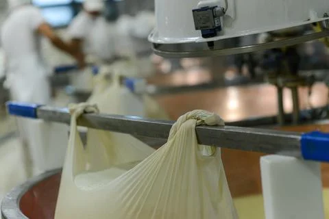 Workers in a dairy plant are processing fresh cheese curds for Parmigiano R.. Stock Photos