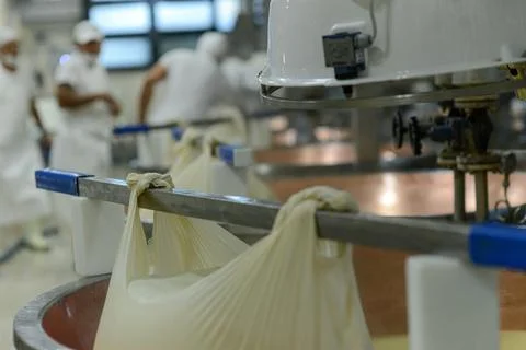 Workers in a dairy plant are processing milk to make authentic Parmigiano R.. Stock Photos