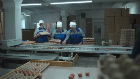 Workers deal with the fresh egg packaging process at the chicken layer farm Stock Footage 277294777
