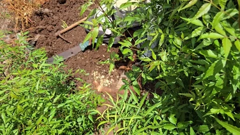 Workers dig soil and use a hand cleaver to chop a thick neem root. The tree root Vídeo Stock 336491002