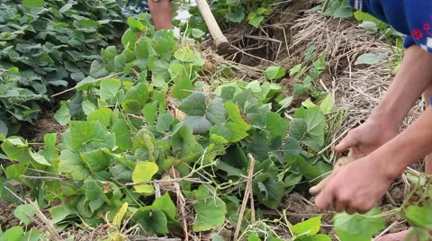 Workers dig tubers Stock Footage 64577897