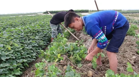 Workers dig tubers Stock Footage 64578084