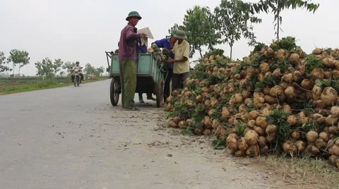 Workers dig tubers Stock Footage 64578145