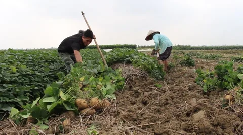 Workers dig tubers Stock-Footage 64578226