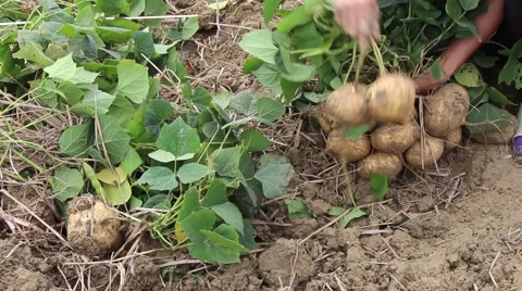 Workers dig tubers Stock Footage 64578284