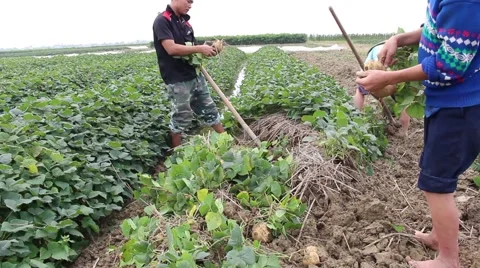 Workers dig tubers Stock Footage 64578287