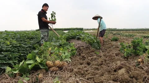 Workers dig tubers Stock Footage 64578308