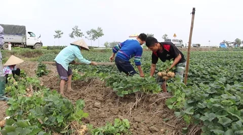 Workers dig tubers Stock Footage 64578313