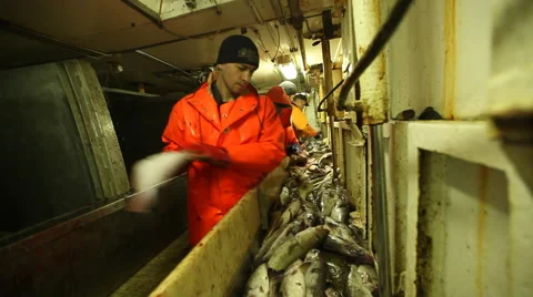 Workers dismantled ship fresh fish Stock Footage 42901592