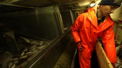 Workers dismantled ship fresh fish Stock Footage 42901677