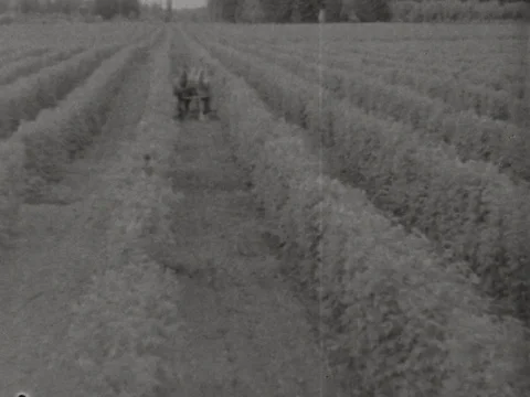 Workers do planting in the farm - 1935 Stock Footage 95815117