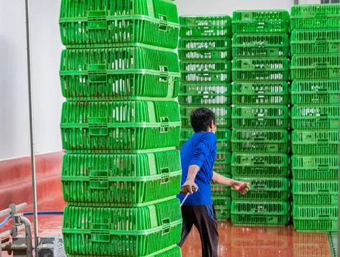 Workers drag empty chicken boxes to a transport truck. Foto stock