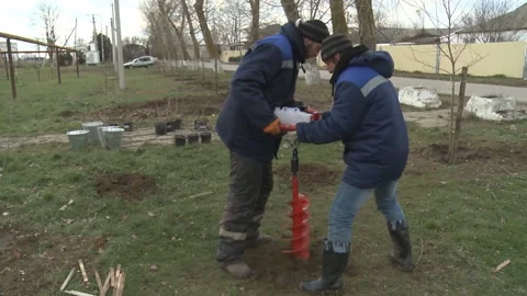 Workers drilled a brown pit under the seedlings. Stock Footage 104186222